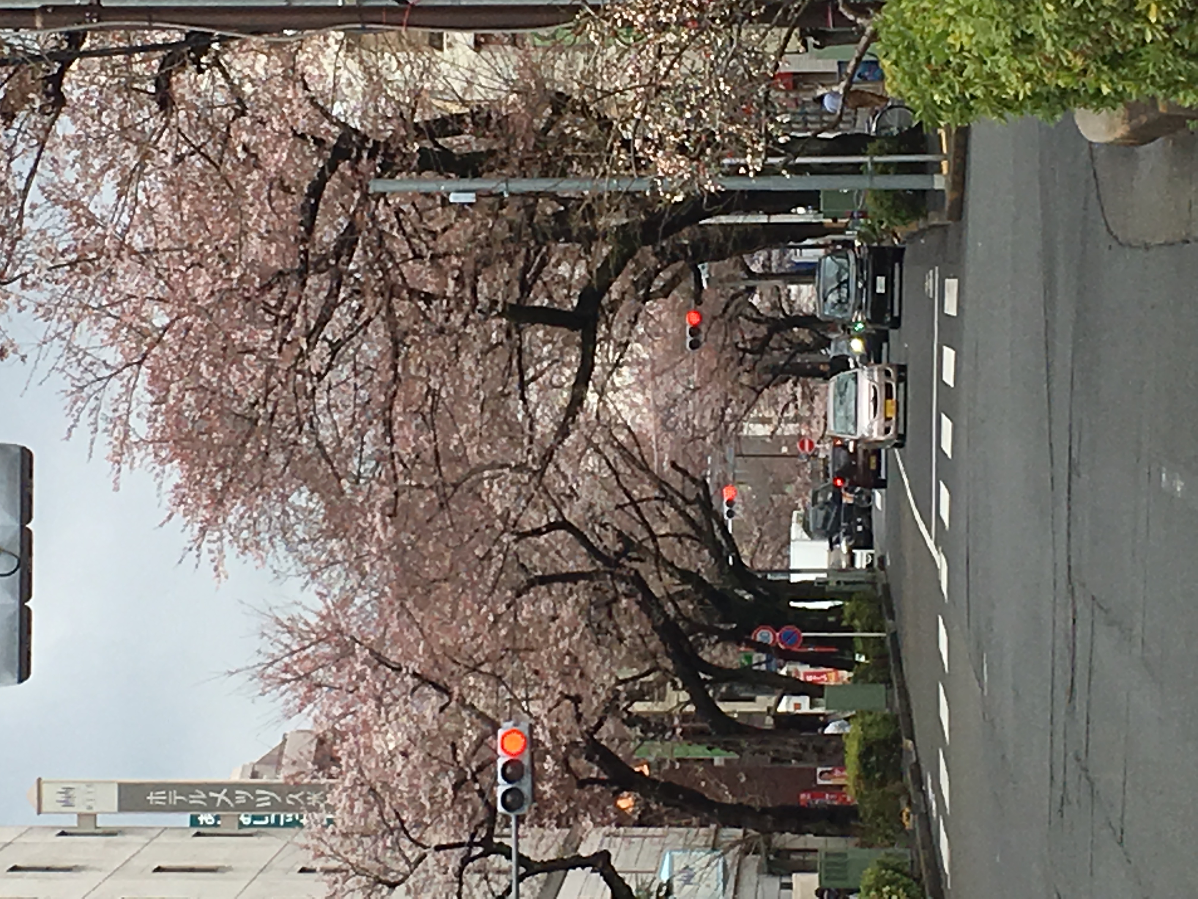 東村山市久米川の桜通りの桜は3分咲き