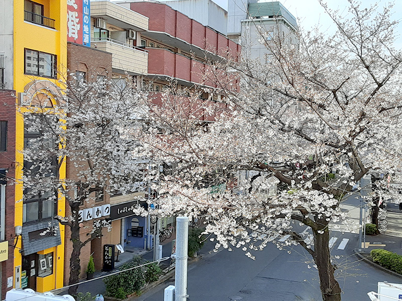 診療室からの桜